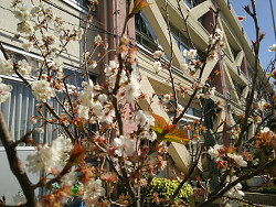 校庭の桜の花
