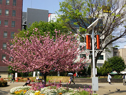 王子駅前、三角公園の八重桜