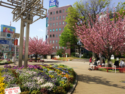 王子駅前、三角公園の八重桜