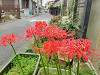 彼岸花