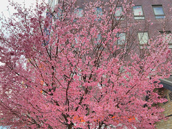 「３・１１さよなら原発IN飛鳥山」会場に咲いている琉球寒緋桜