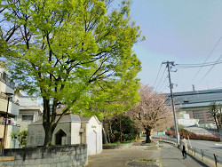 2018年4月2日葉桜と新緑