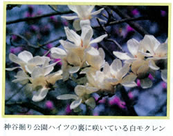 神谷堀公園ハイツの裏に咲いている白モクレン