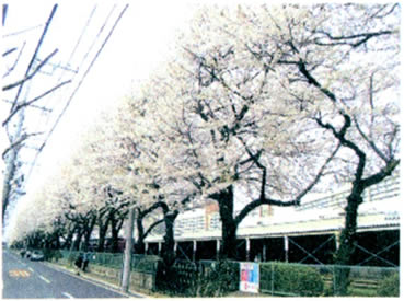 平成19年（2007年）4月撮影　桜田通りの桜並木